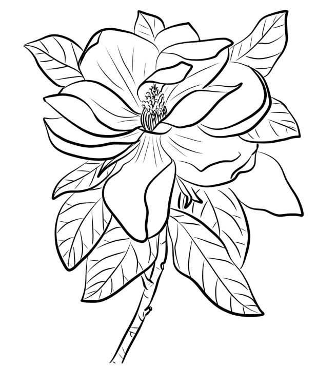 Magnolia Coloring Pages - Free Printable Coloring Pages for Kids