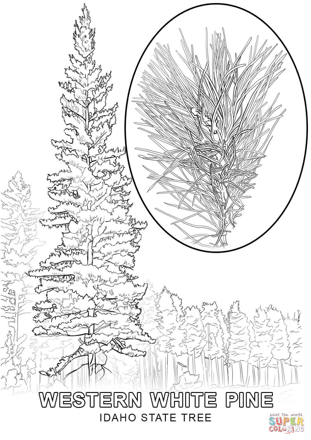 Idaho State Tree coloring page | Free Printable Coloring Pages