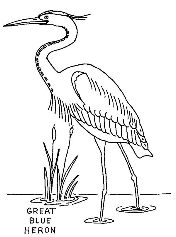 Great Blue Heron coloring page - Animals Town - animals color sheet - Great  Blue Heron free printable coloring pages animals
