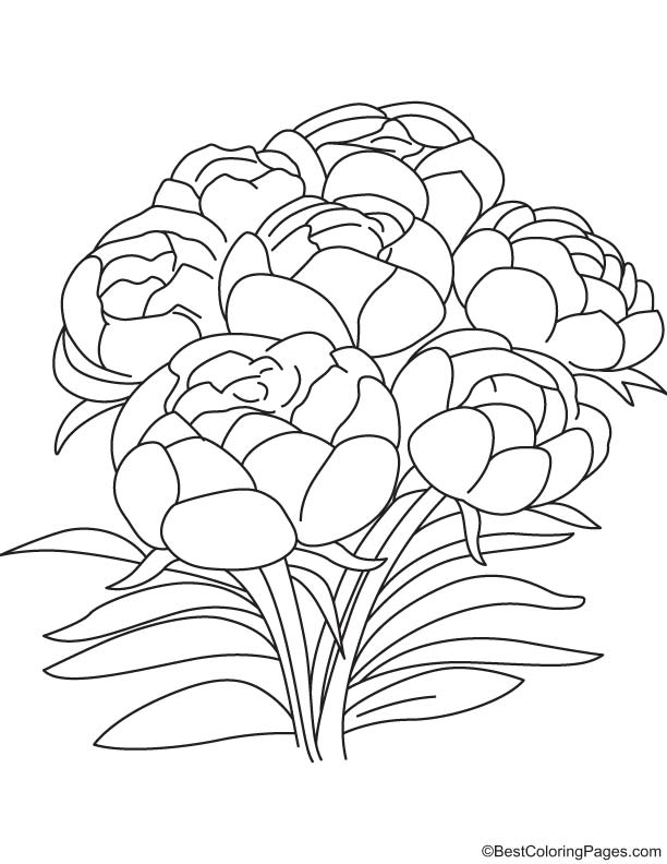 Peony flowers coloring page | Download Free Peony flowers coloring page for  kids | Best Coloring Pages