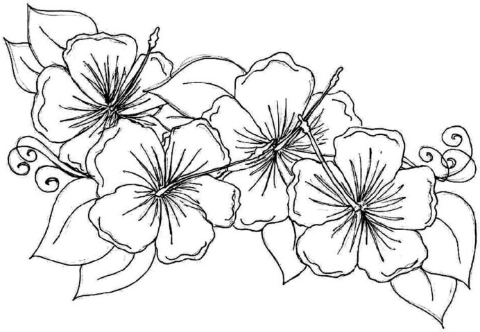Coloring Pages | Hawaiian Flower Coloring Printable Hibiscus