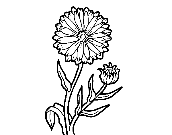 Pot marigold coloring page - Coloringcrew.com