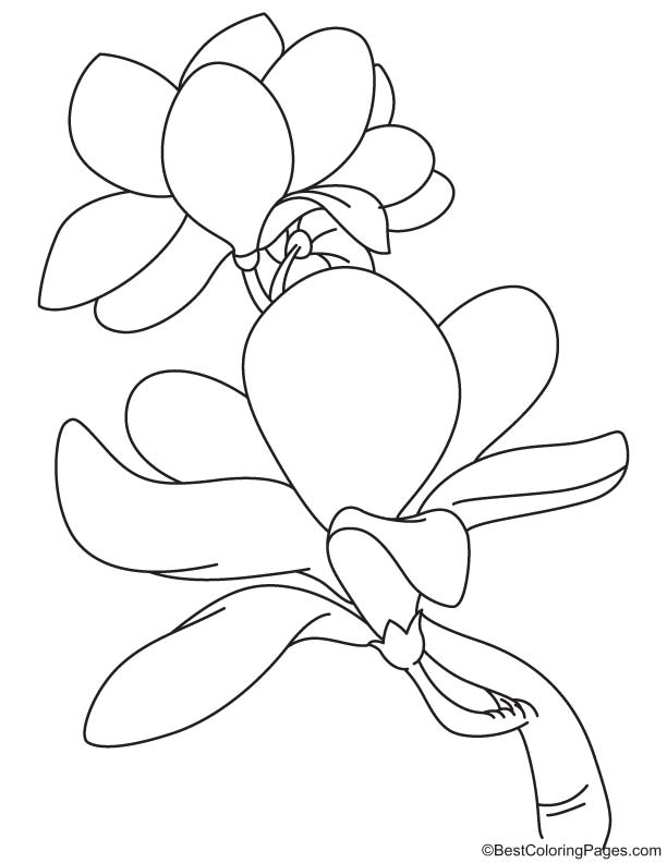 Blooming magnolia coloring page | Download Free Blooming magnolia coloring  page for kids | Best Coloring Pages