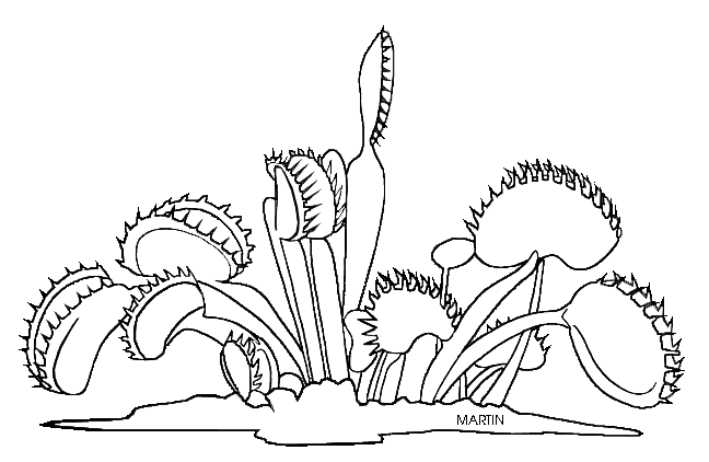venus fly trap coloring page - Clip Art Library