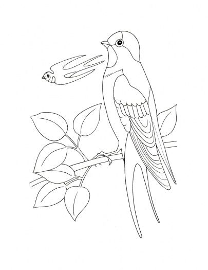 Swallow | Coloring pages, Free printable coloring pages, Bird art