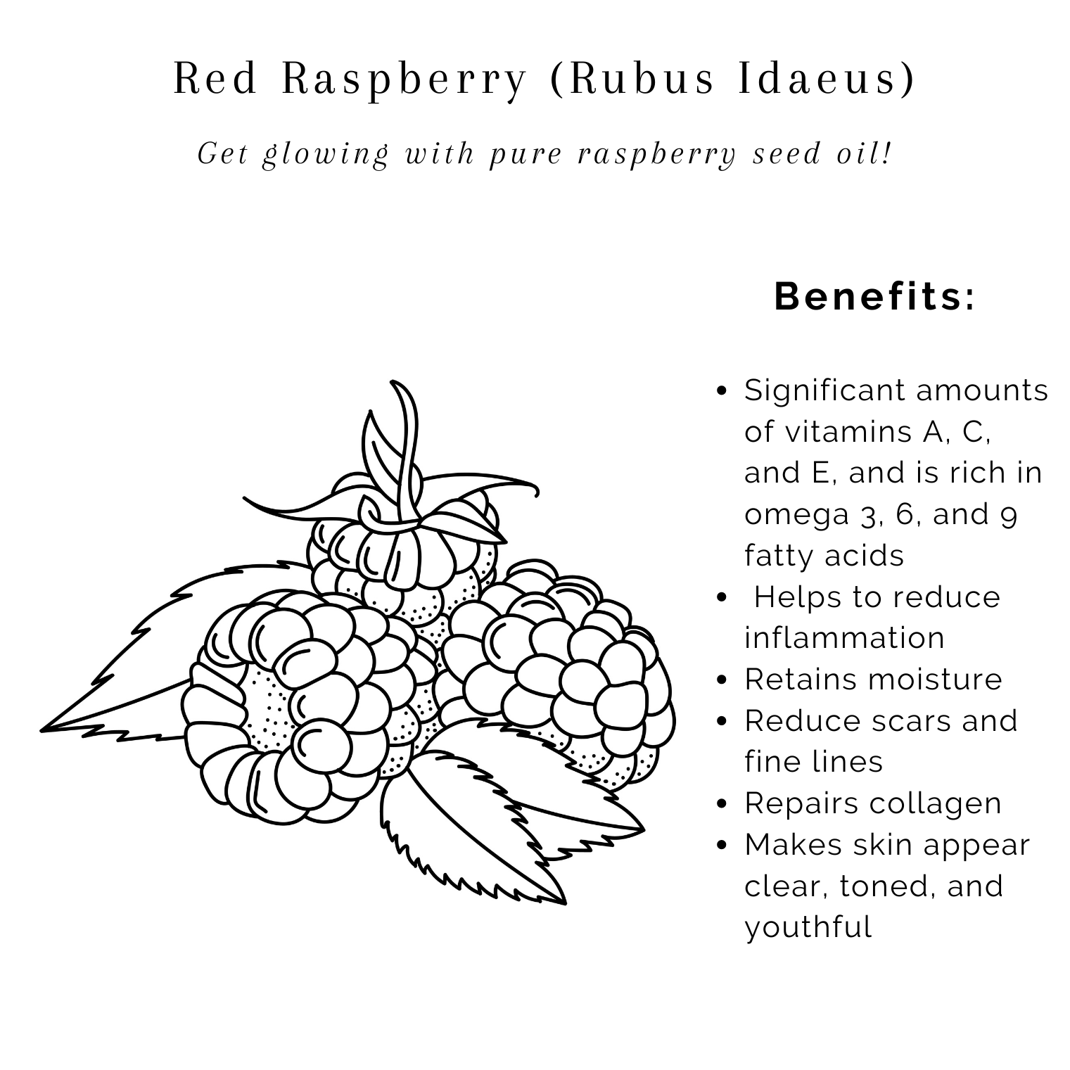 Free Coloring Page - Raspberry