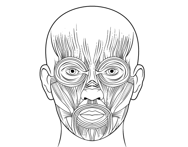 Facial muscles coloring page - Coloringcrew.com