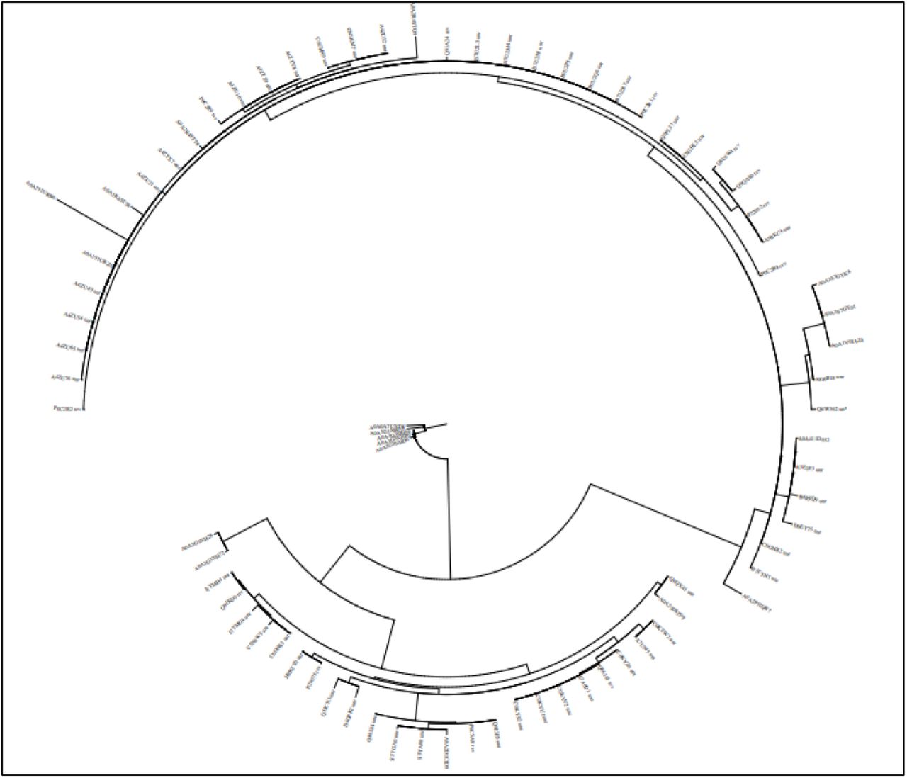 Strategies for vaccine design for corona virus using ...