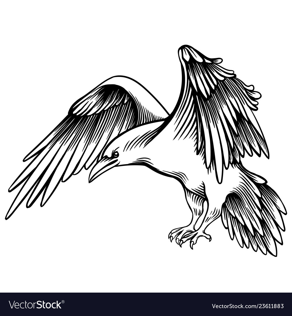 A crow sketched little raven Royalty Free Vector Image