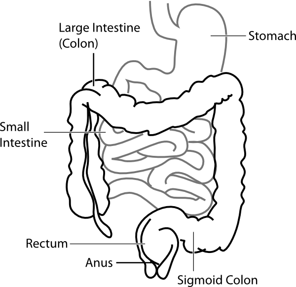 Respiratory System Blank Diagram - Cliparts.co