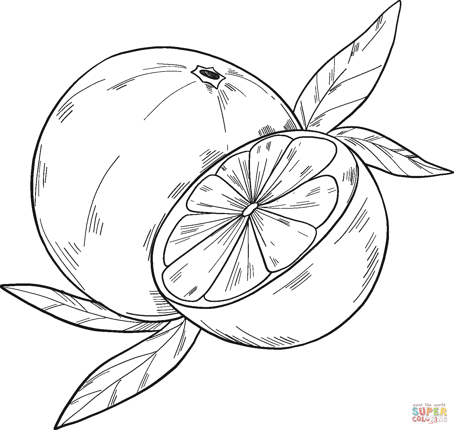 Oranges coloring page | Free Printable Coloring Pages