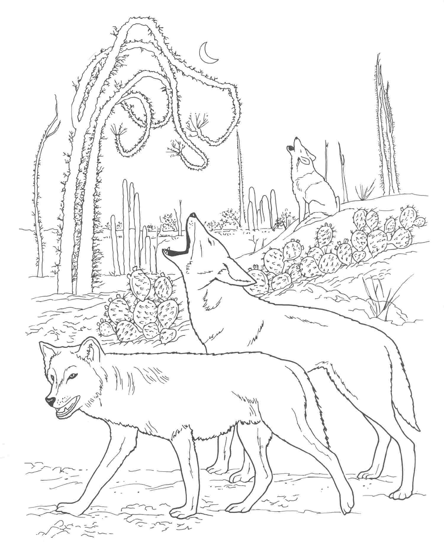 Desert Coloring Pages - Best Coloring Pages For Kids