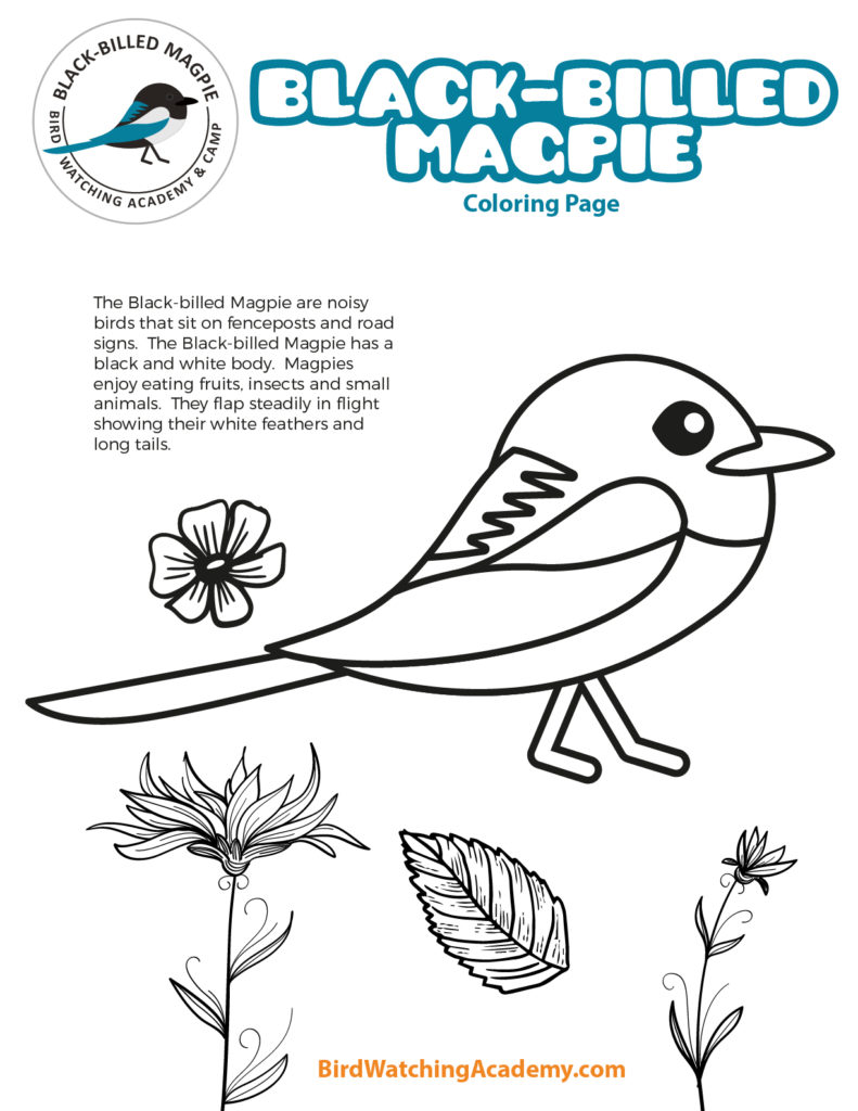 Bird Coloring Pages - Bird Watching Academy