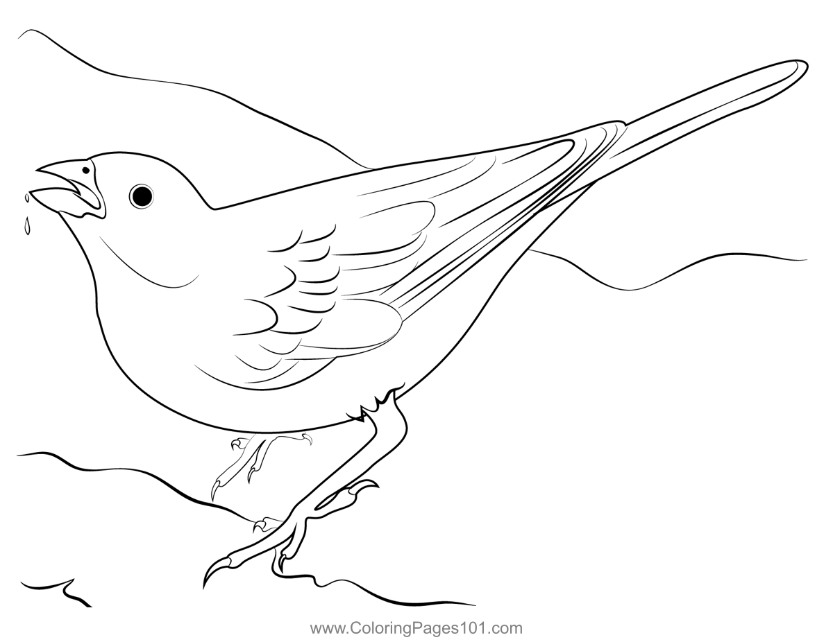 Lark Bunting Bird Drink Water Coloring Page for Kids - Free Buntings  Printable Coloring Pages Online for Kids - ColoringPages101.com | Coloring  Pages for Kids