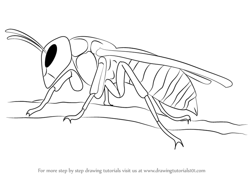 Asian Giant Hornet Coloring Pages – Coloring Page To Print