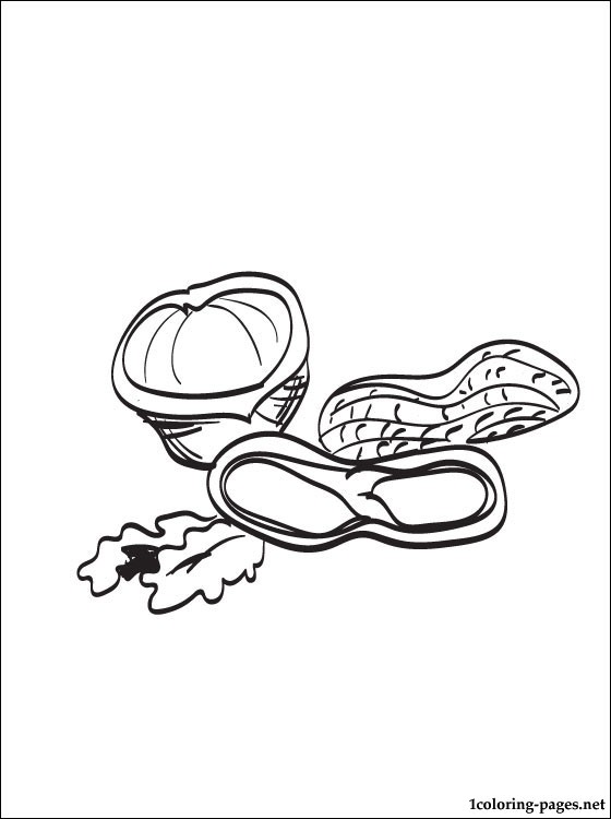Nut coloring page | Coloring pages