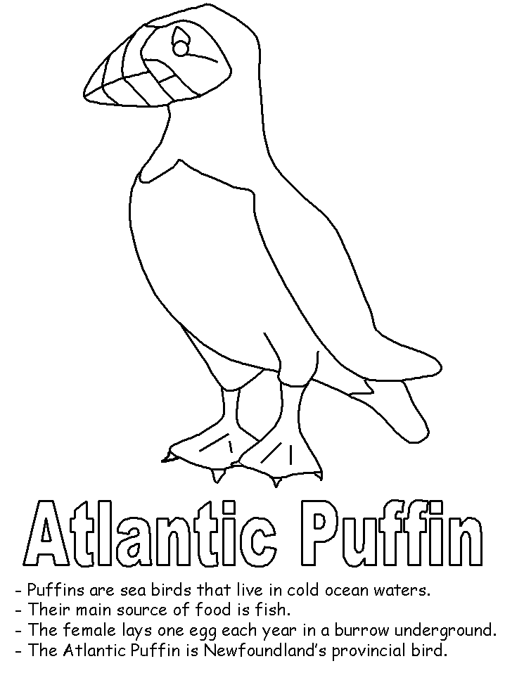 Puffin coloring page