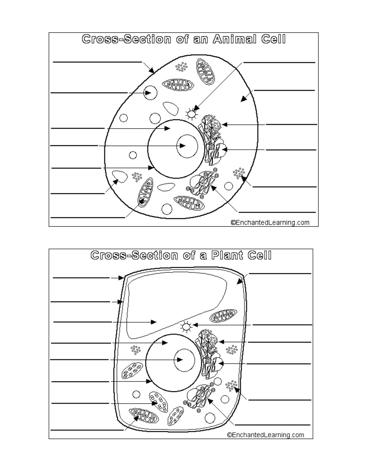 Get Free Animal Vs Plant Cell Coloring Pages, Easy Plant And ...