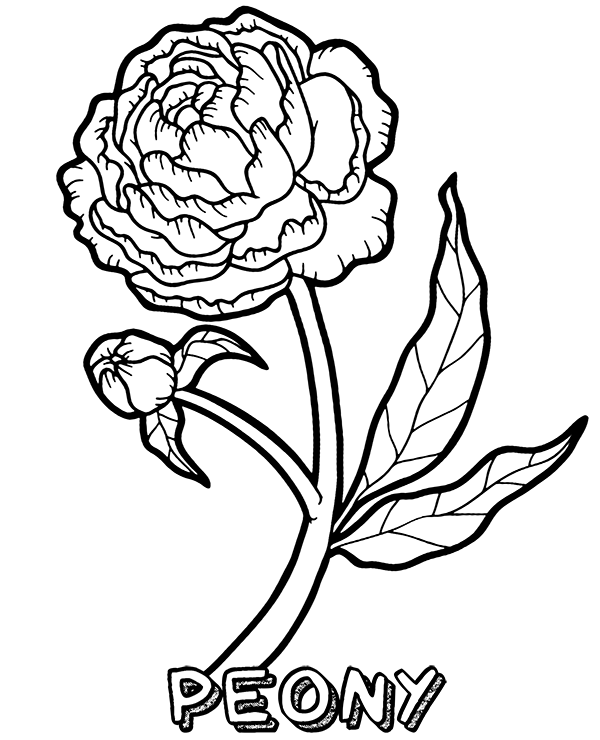 A blooming peony flower coloring page