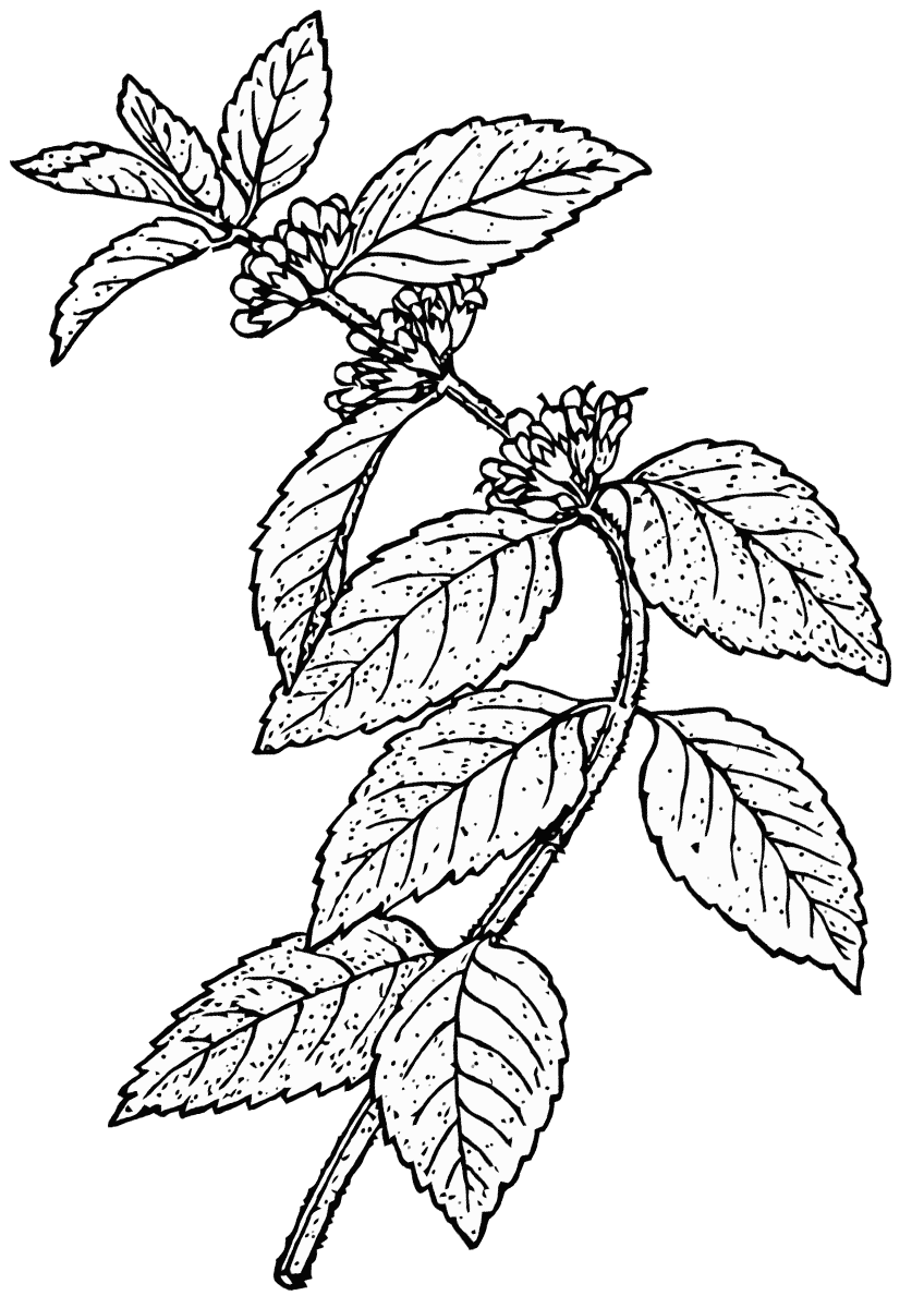 Mint coloring pages | Coloring pages to download and print