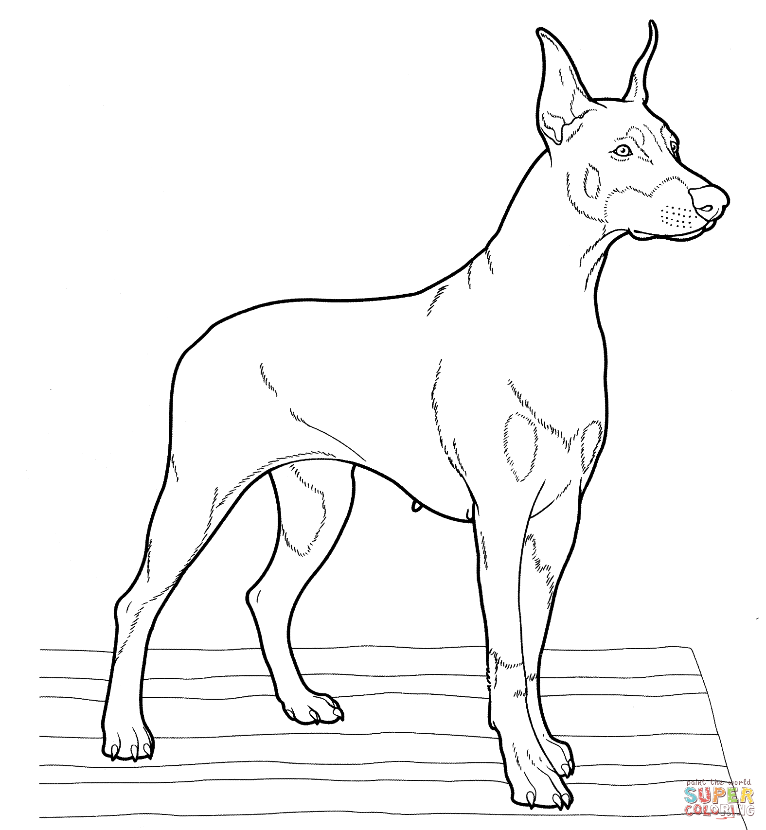 Doberman coloring page | Free Printable Coloring Pages