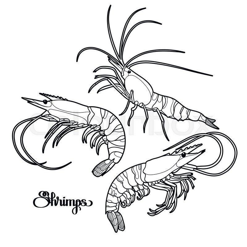 Coloring pictures of shrimp Ocean shrimp animals coloring pages ...