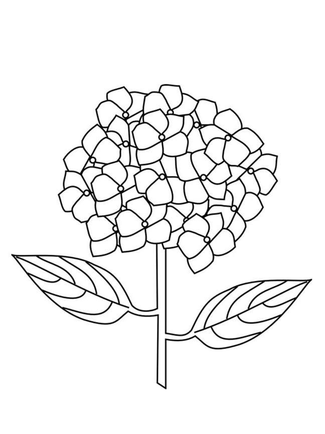 Hydrangea Coloring Pages - Best Coloring Pages For Kids