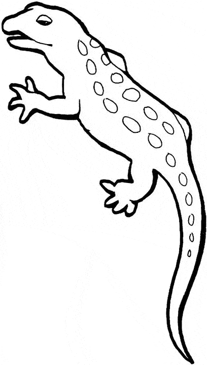 Gecko coloring page - Animals Town - animals color sheet - Gecko printable  coloring