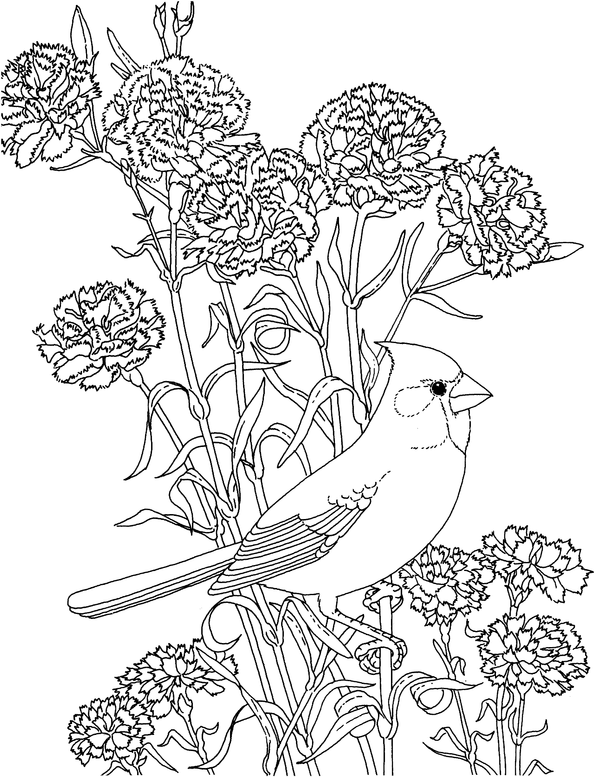 Cardinal coloring page | Bird coloring pages, Animal coloring pages,  Coloring pages