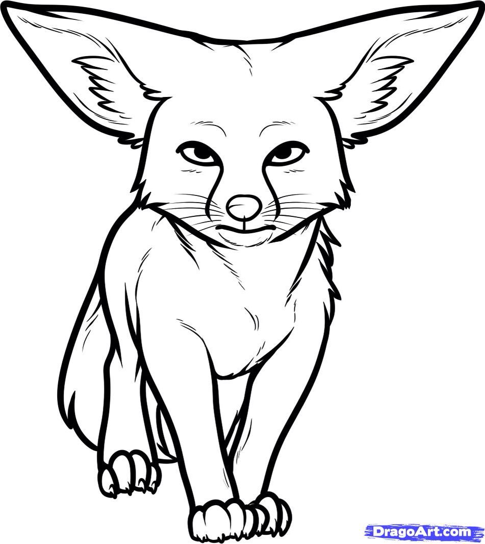 Fennec Fox drawing | Fox coloring page, Fox sketch, Animal drawings