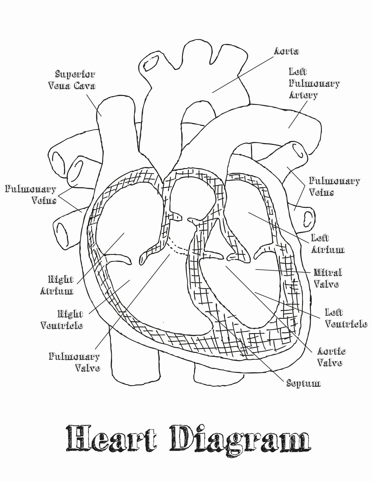 Heart Parts for Kids coloring Pages in 2020 | Heart diagram, Heart anatomy,  Heart coloring pages