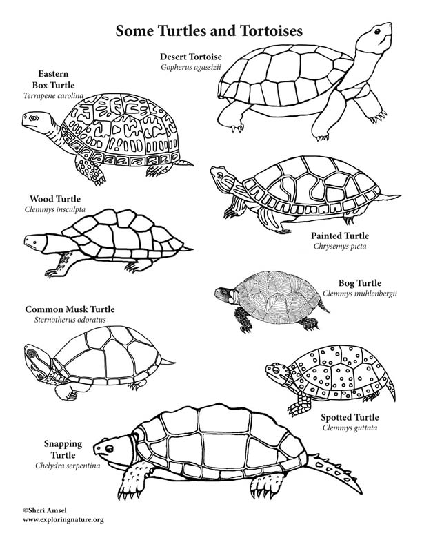 Turtes and Tortoises – Coloring Page