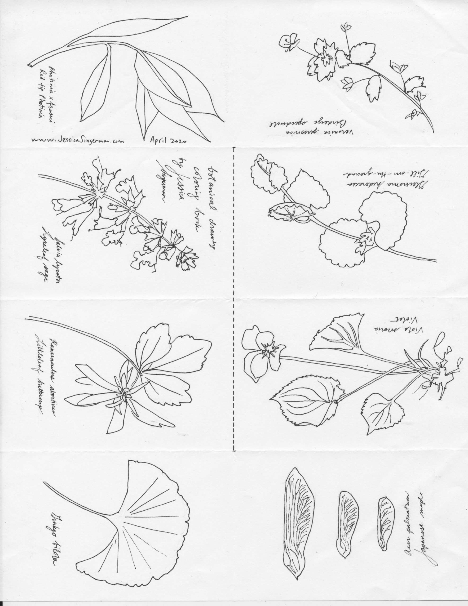 DIY Botanical Drawing Coloring Book | Jessica Singerman Fine Art