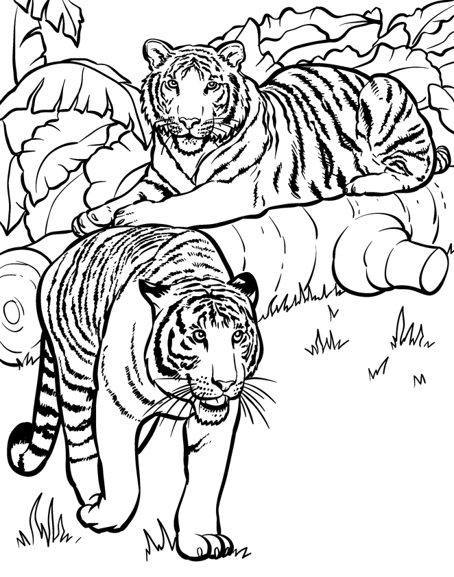 Safari Animal - Coloring Pages for Kids and for Adults