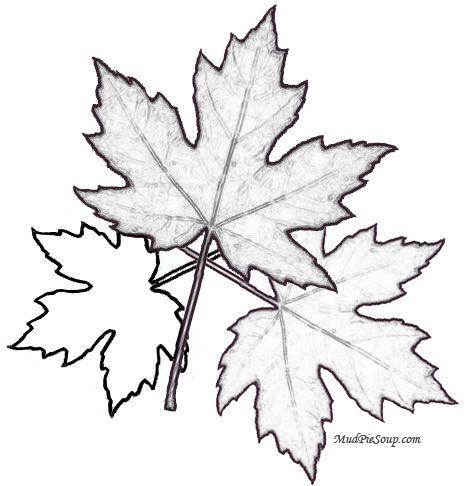 maple leaves, printable leaf, fall coloring | Fall planning for ...