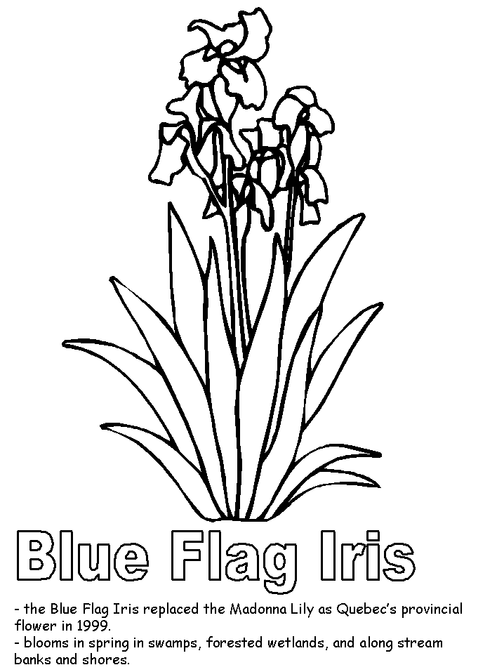 Blue Iris Coloring Page - Coloring Pages For All Ages