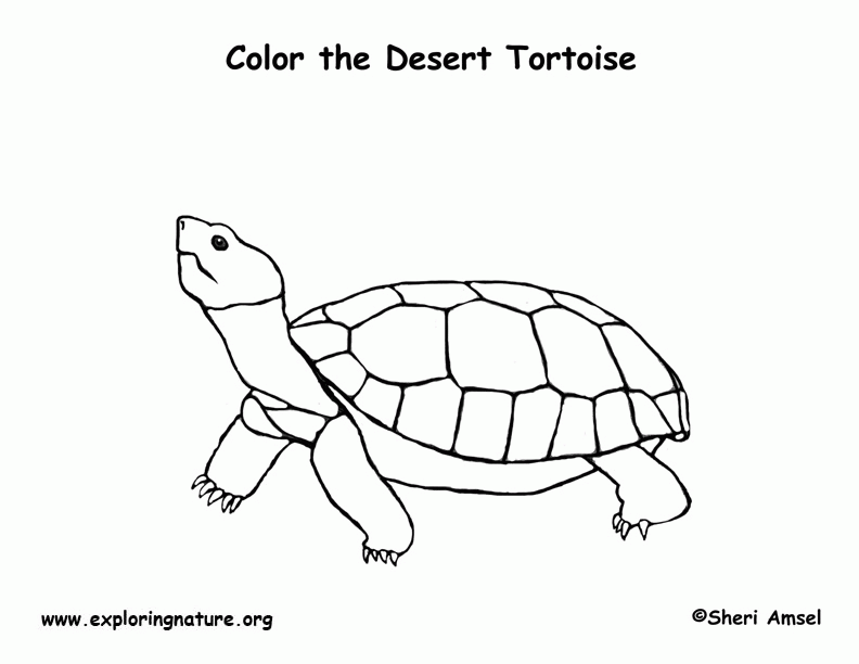 Desert Tortoise Coloring Page