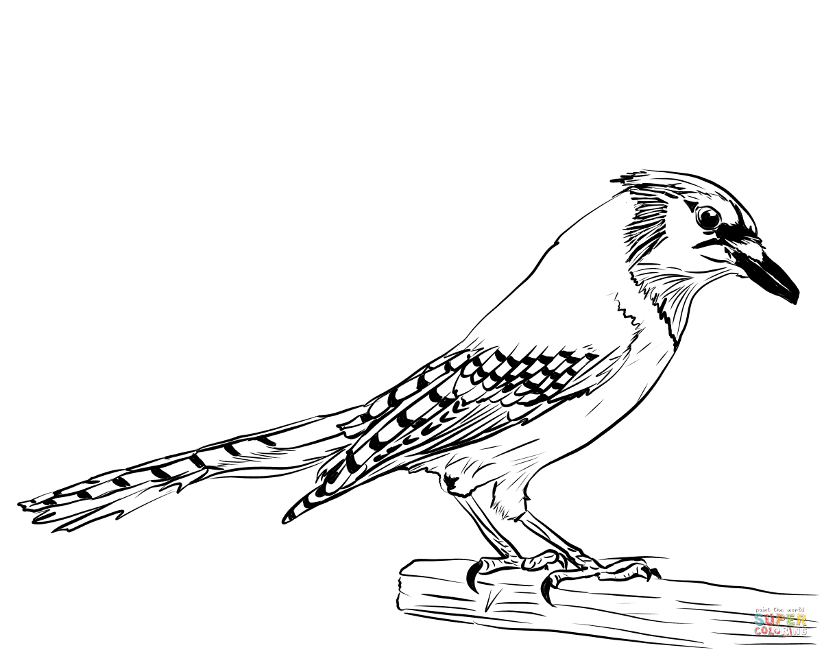 Blue Jay coloring page | Free Printable Coloring Pages