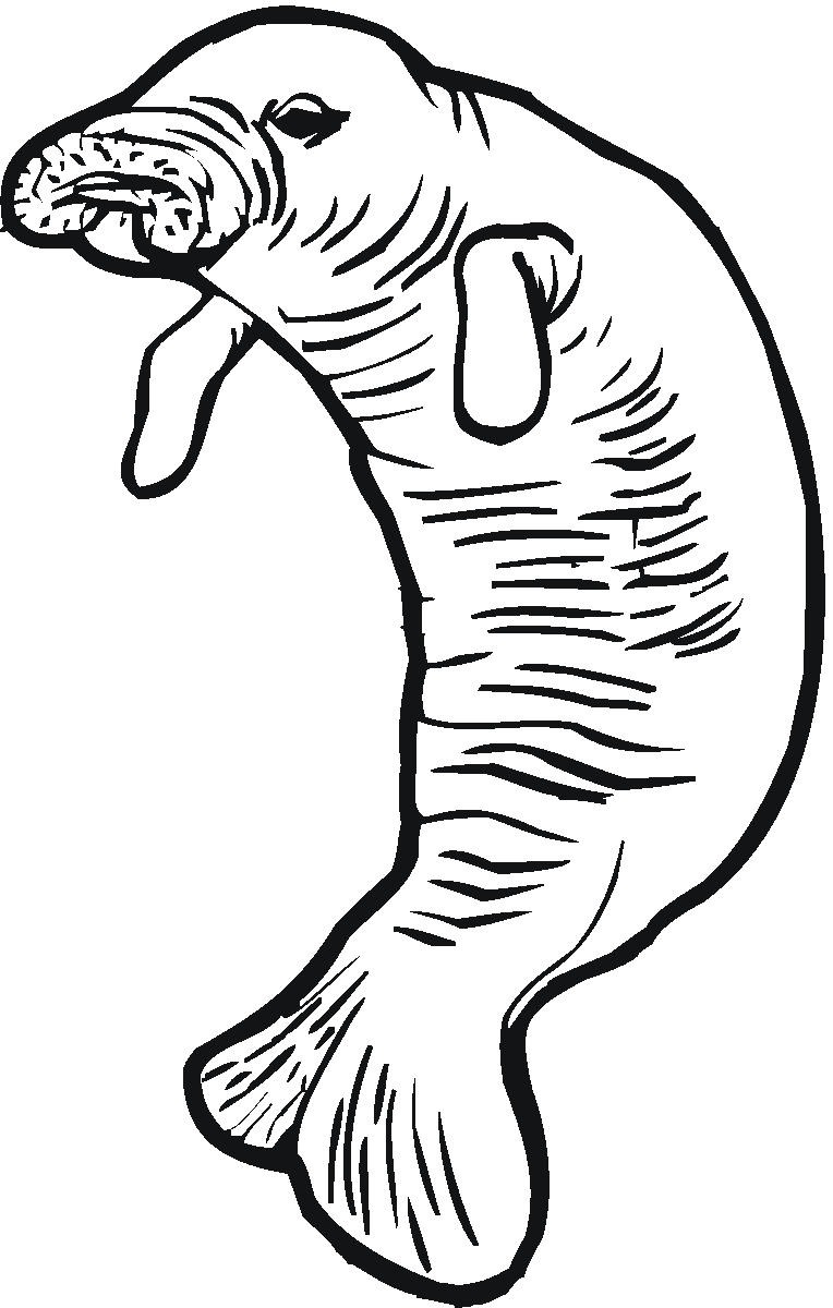 Baby Manatee Coloring Page - Get Coloring Pages