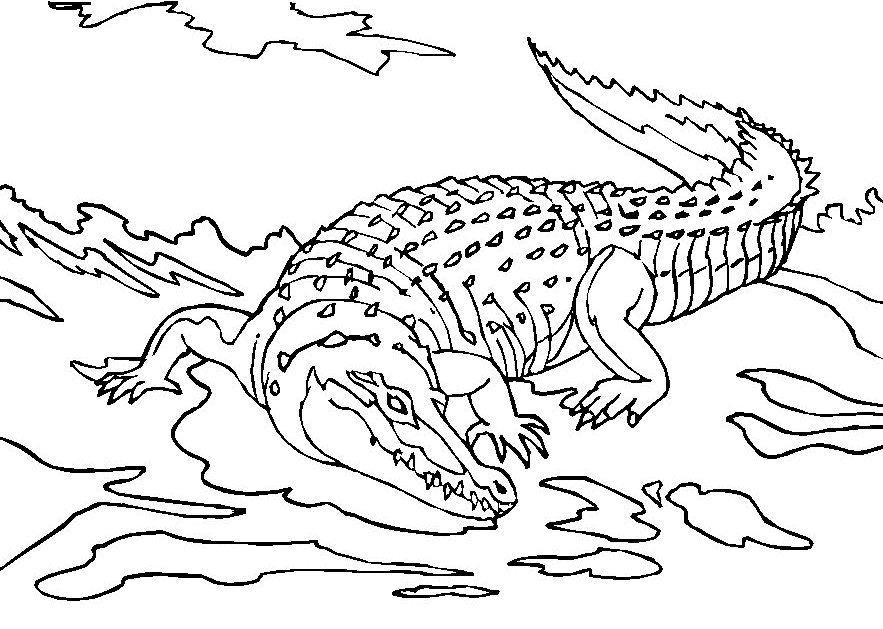 free printable crocodile coloring pages - Clip Art Library