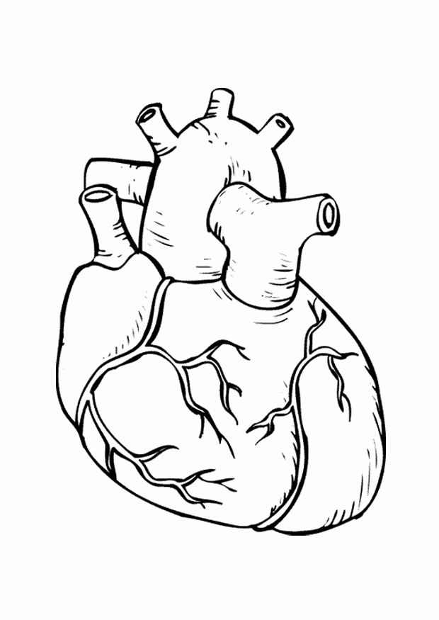 Human Heart Coloring Page Unique Real Heart Coloring Pages Coloring Home in  2020 | Heart coloring pages, Coloring pages, Human heart