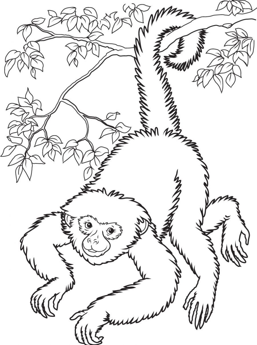 Monkey Coloring Pages | UniqueColoringPages