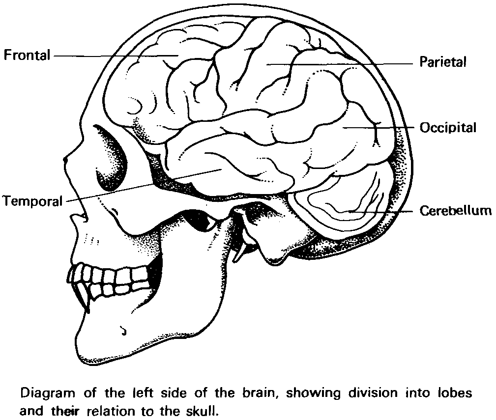 Central Nervous System Worksheet Coloring Pages - Coloring Cool