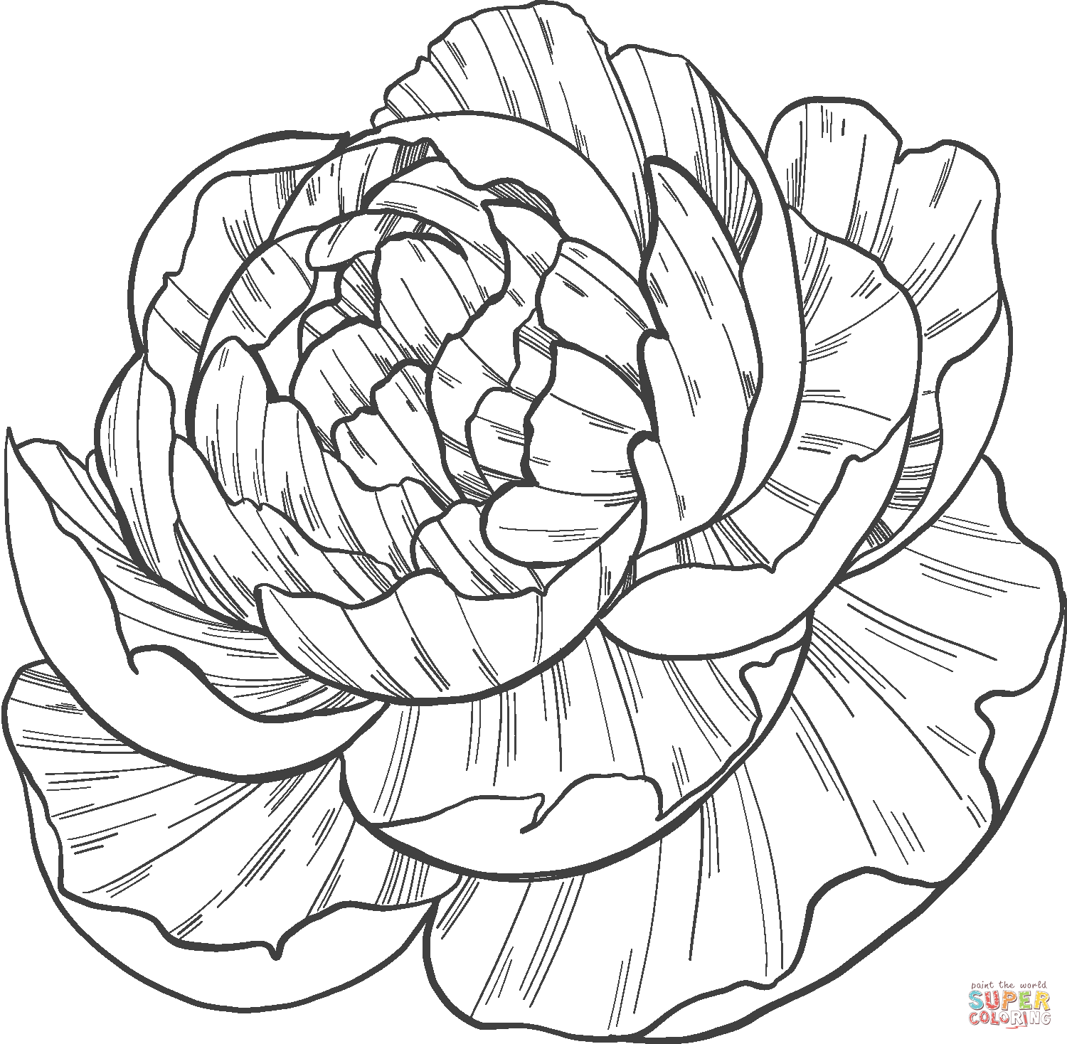 Peony coloring page | Free Printable Coloring Pages