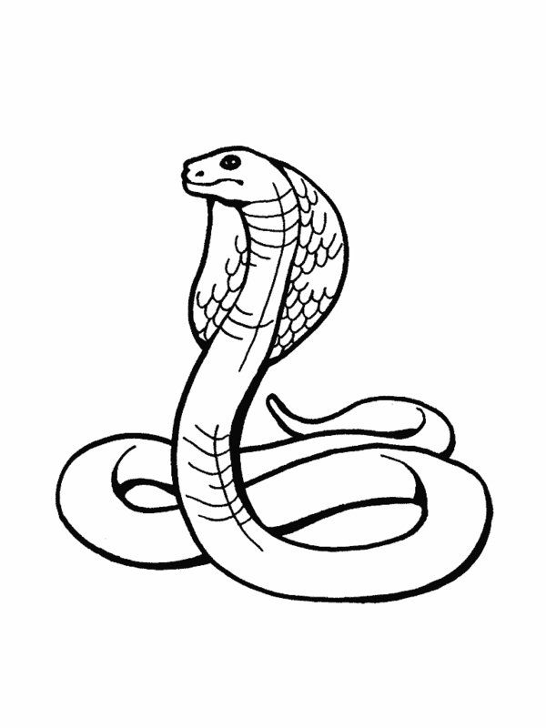 RainForest Snakes ColoringPages Picture : 7 Rainforest Animals ...