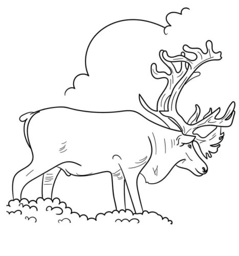 30 Free Reindeer Coloring Pages Printable