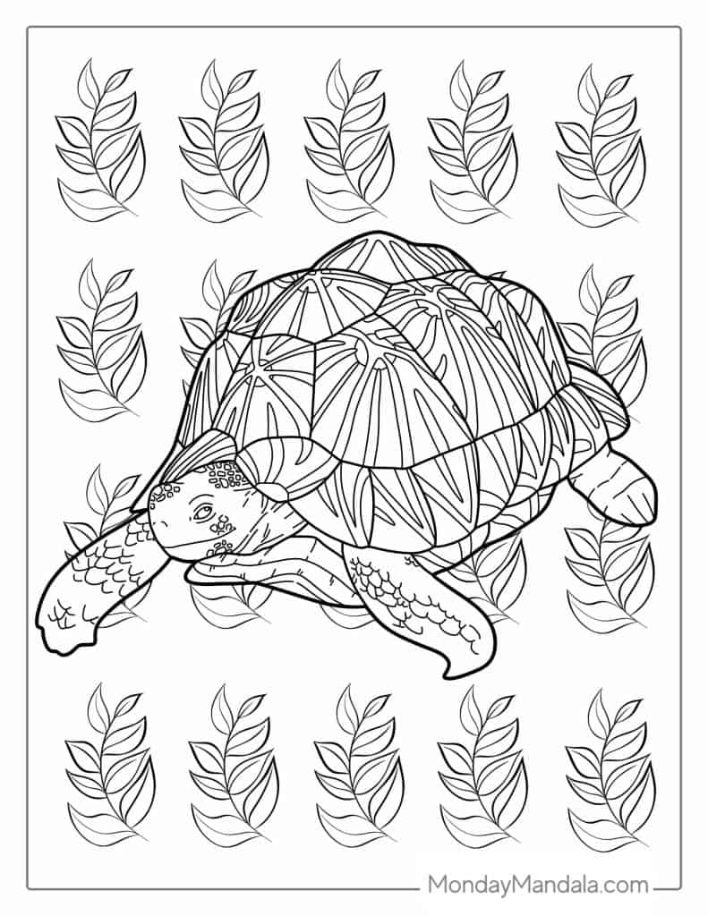 36 Turtle Coloring Pages (Free PDF Printables)