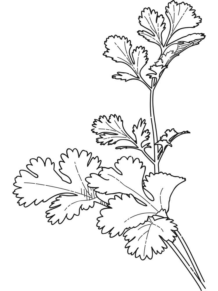 Parsley coloring pages. Download and print Parsley coloring pages
