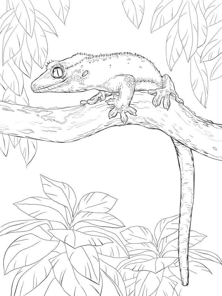 Crested Gecko Coloring Page - Free Printable Coloring Pages for Kids