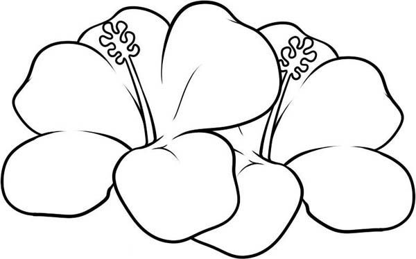 hawaiian flowers coloring pages | Printable flower coloring pages, Flower  coloring pages, Coloring pages